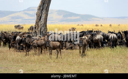 Les gnous dans la savane, le parc national du Kenya, Afrique Banque D'Images