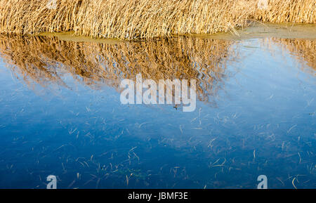 Canne à sec et son reflet dans l'eau. Banque D'Images