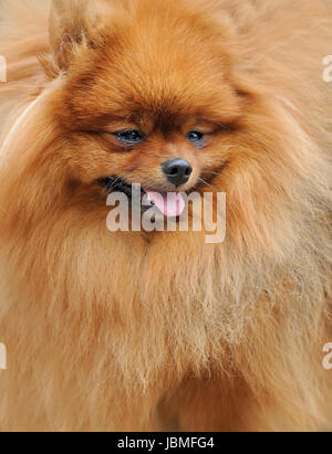 Close-up portrait of brown pomeranian dog Banque D'Images