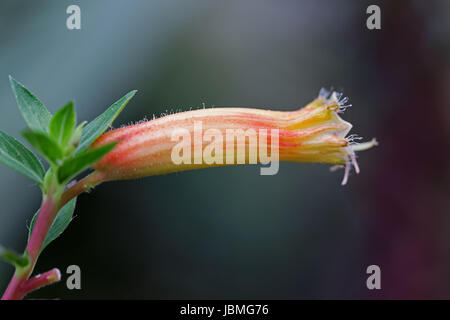 Gros plan macro, fleurs tubulaires d'Afrique du Sud de l'Erica versicolor Banque D'Images