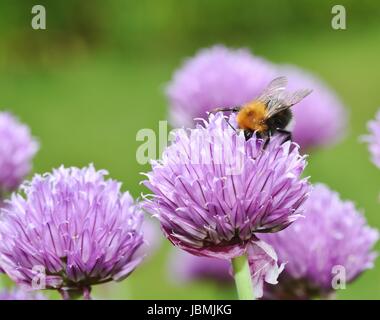 Brown Carder Abeille sur fleur de ciboulette Banque D'Images