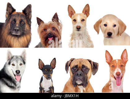 Photo Collage de différentes races de chiens isolé sur fond blanc Banque D'Images