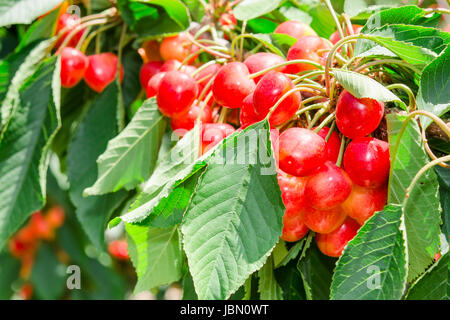 Beaucoup de belles baies cerises rainier bottes luisantes dans leafage sur la branche d'arbre en verger jardin ensoleillé Banque D'Images