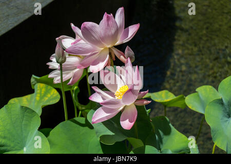 Schöne Seerosenblüte Wasserlilie einem als Nahaufnahme Seerosenteich Banque D'Images