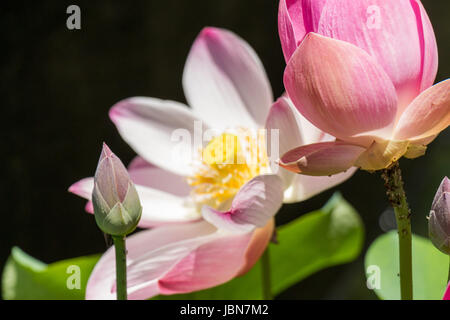 Schöne Seerosenblüte Wasserlilie einem als Nahaufnahme Seerosenteich Banque D'Images