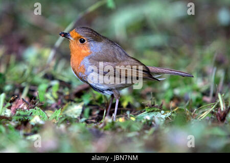 Robin européenne,Erithacus la rubéole, dans un bois. Banque D'Images