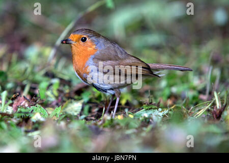 Robin européenne,Erithacus la rubéole, dans un bois. Banque D'Images