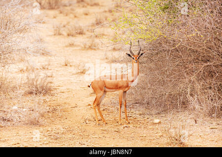 Portrait de gerenuk ou gazelle girafe debout près de buissons à savane africaine Banque D'Images