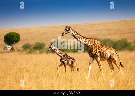 Femme girafe Masai avec peu de marche veau ensemble dans l'herbe sèche de la savane du Kenya, Afrique Banque D'Images
