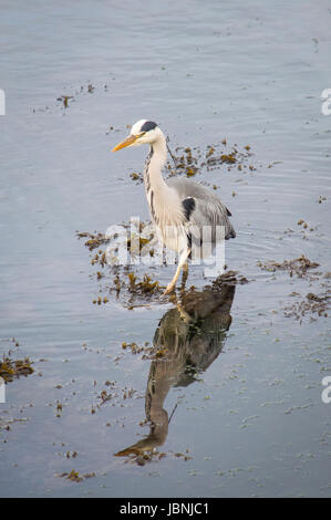 L'eau pataugeant par Heron Banque D'Images