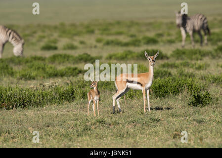 La gazelle de Thomson avec le faon, Serengeti Banque D'Images