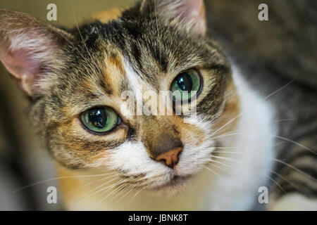 Photo gros plan horizontal d'un chat calico's face aux brillants yeux verts Banque D'Images