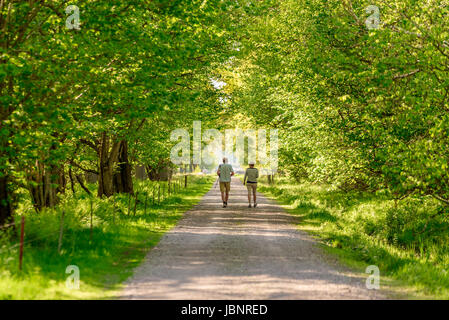 Ottenby, Suède - Mai 27, 2017 : l'environnement documentaire. Couple et l'observation des oiseaux tout droit narrow country road. Arbres formant un tun Banque D'Images