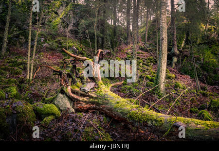 Paysage panoramique avec forêt vierge au jour d'automne Banque D'Images