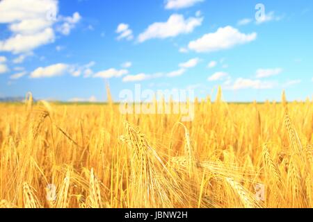 Champ de blé, couleur or, phase de maturité, ciel bleu avec quelques nuages en arrière-plan Banque D'Images