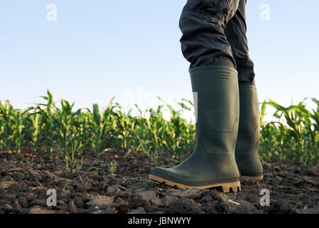 Agriculteur en bottes de caoutchouc dans le domaine des récoltes de maïs maïs cultivé Banque D'Images