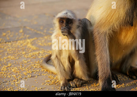 Entelle gris bébé assis par mère à Fort Amber, Jaipur, Rajasthan, Inde. Langurs gris sont les plus répandues de langurs de l'Asie du Sud. Banque D'Images