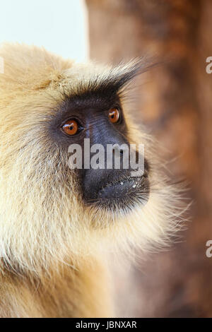 Portrait d'Entelle gris assis dans l'Amber Fort près de Jaipur, Rajasthan, Inde. Langurs gris sont les plus répandues de langurs de l'Asie du Sud. Banque D'Images