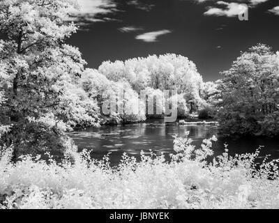 Une image monochrome d'un jardin et d'un petit lac en été. Banque D'Images