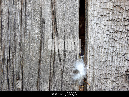 Plume d'oiseau blanc dans la vieille grange en bois patiné Banque D'Images