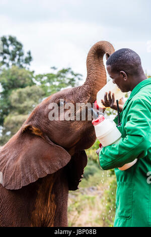 Sauvé de l'éléphant d'Afrique Loxodonta africana, veau, boire du lait d'une bouteille tenue par un gardien, Sheldrick orphelinat des éléphants, Nairobi, Kenya, Afrique Banque D'Images