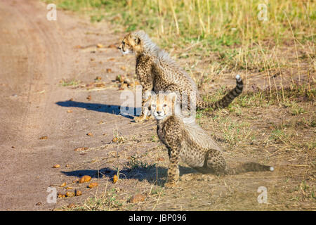 Deux petits bébés guépards sauvages Cub, Acinonyx jubatus, Masai Mara National Reserve, Kenya, Afrique de l'African Wildlife en désert. Banque D'Images