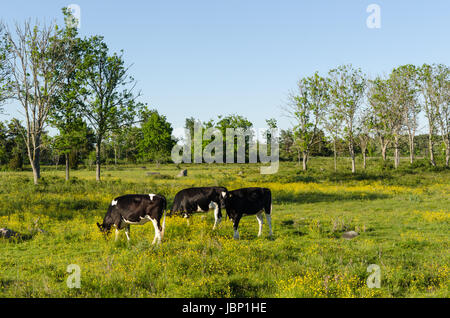 Les jeunes vaches qui paissent dans un pâturage vert et jaune Banque D'Images