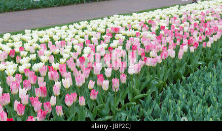 Les tulipes blanches et roses dans une rangée Banque D'Images