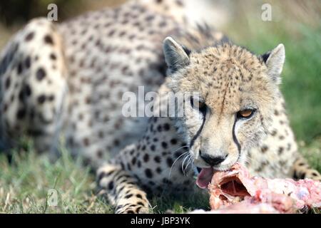 La prise d'un guépard sauvage en captivité Banque D'Images