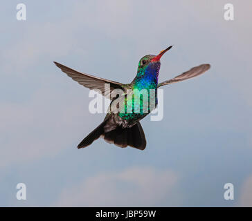 Large-billed Hummingbird (Cynanthus latirostris) Banque D'Images