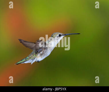 Colibri noir femelle (Archilochus alexandri) en vol stationnaire Banque D'Images