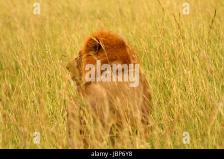 Un lion avec une crinière rouge regarde dans la savane de l'herbe en se tenant debout Banque D'Images