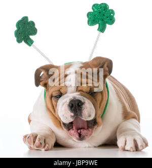 Bulldog anglais portant bandeau St Patricks day Banque D'Images