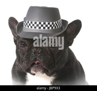 Bouledogue français portant fedora hat Banque D'Images