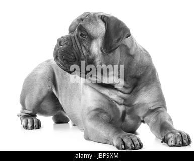 Mâle bullmastiff fixant sur fond blanc Banque D'Images