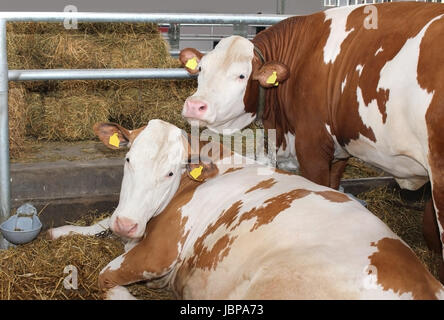 Les animaux domestiqués les vaches sur plancher de grange avec hay portant autour Banque D'Images