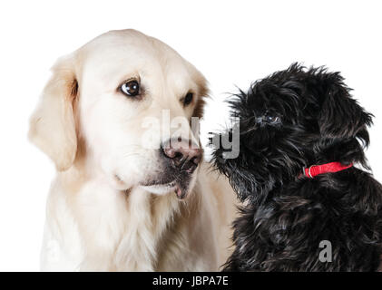 Labrador Retriever et schnauzer nain, est isolé sur fond blanc Banque D'Images