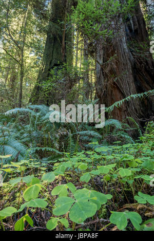 L'oxalide et de fougères sur le sol d'une forêt de redwood Redwood National Park, en Californie. Banque D'Images