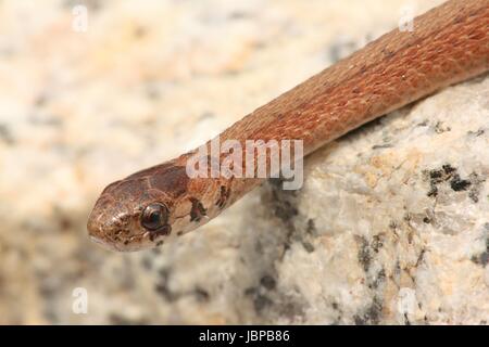 Le nord du serpent brun (Storeria dekayi) sur un bloc de granit Banque D'Images