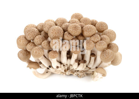 Hêtre marron mushroom isolated on white Banque D'Images