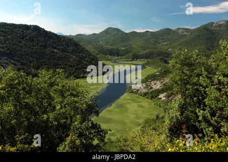 Die Landschaft mit dem Ufer des Voir Skadar Skadarsko Jezero oder bei Rijeka Crnojevica au Monténégro en Europa. Banque D'Images