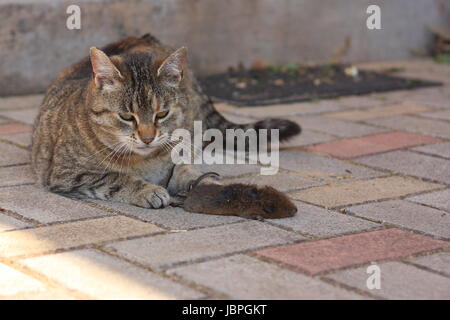 Tabby adultes chambre chat et souris capturés morts Banque D'Images