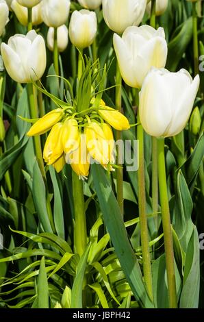Weisse Tulen mit gelber Blume Banque D'Images