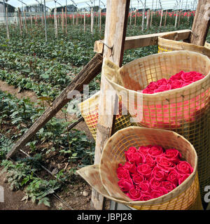 La récolte de Roses, plantation en Tumbaco, Cayambe, Equateur, Amérique du Sud Banque D'Images