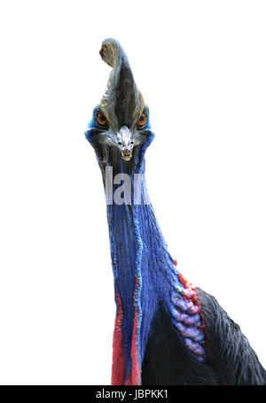 Close up de cassowary chef isolé sur fond blanc Banque D'Images