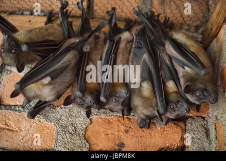 Flying Fox malgache (Madagascar), roussette de parc national Parc Mantadia- Andasibe, Madagascar Banque D'Images