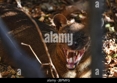 Grognement Fossa (Cryptoprocta ferox) dans la décharge, le Parc National de Kirindy, Madagascar Banque D'Images