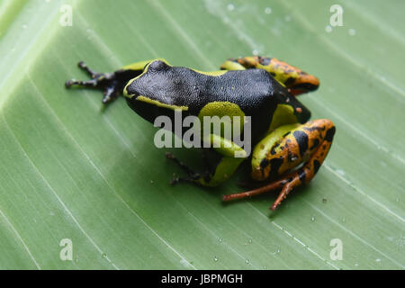 Mantella madagascariensis malgache mantella (grenouille), le Parc National de Kirindy, Madagascar Banque D'Images