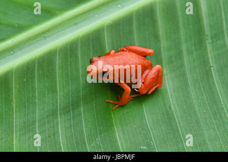 (Mantella aurantiaca Golden mantella grenouille), le Parc National de Kirindy, Madagascar Banque D'Images