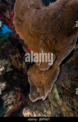 Les oreilles d'éléphant et la vie aquatique de la Mer Rouge Banque D'Images